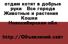 отдам котят в добрые руки - Все города Животные и растения » Кошки   . Новосибирская обл.